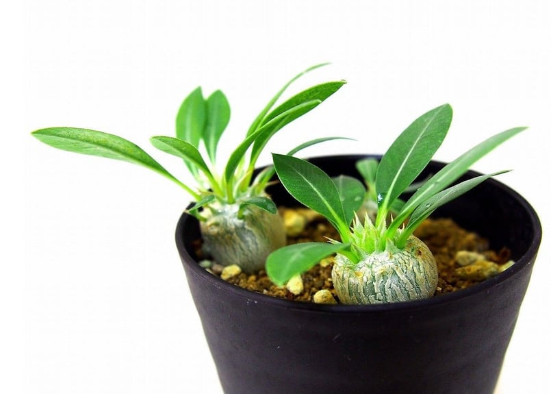 Pachypodium eburneum パキポディウム エブレネウム 実生苗3株set |