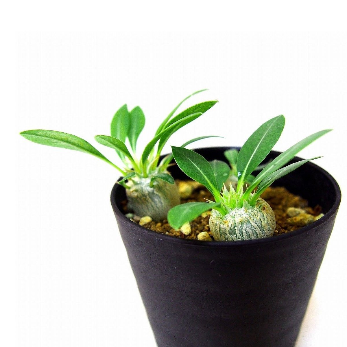 パキポディウムエブレネウム実生株　現品鉢ごと発送 Pachypodium eburneum パキポディウム エブレネウム 実生苗3株set |