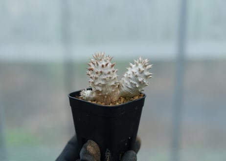 mana's farm:塊根植物・アガベ・ドライガーデン植物販売|マナズファーム