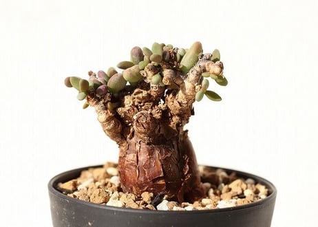 ケラリア　ピグマエア　Ceraria pygmaea  no.3