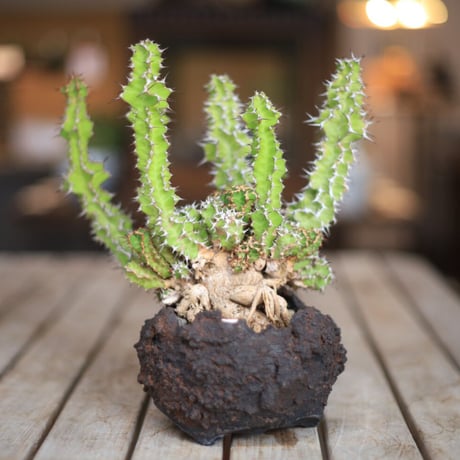 ユーフォルビアフランコイシー | STORES