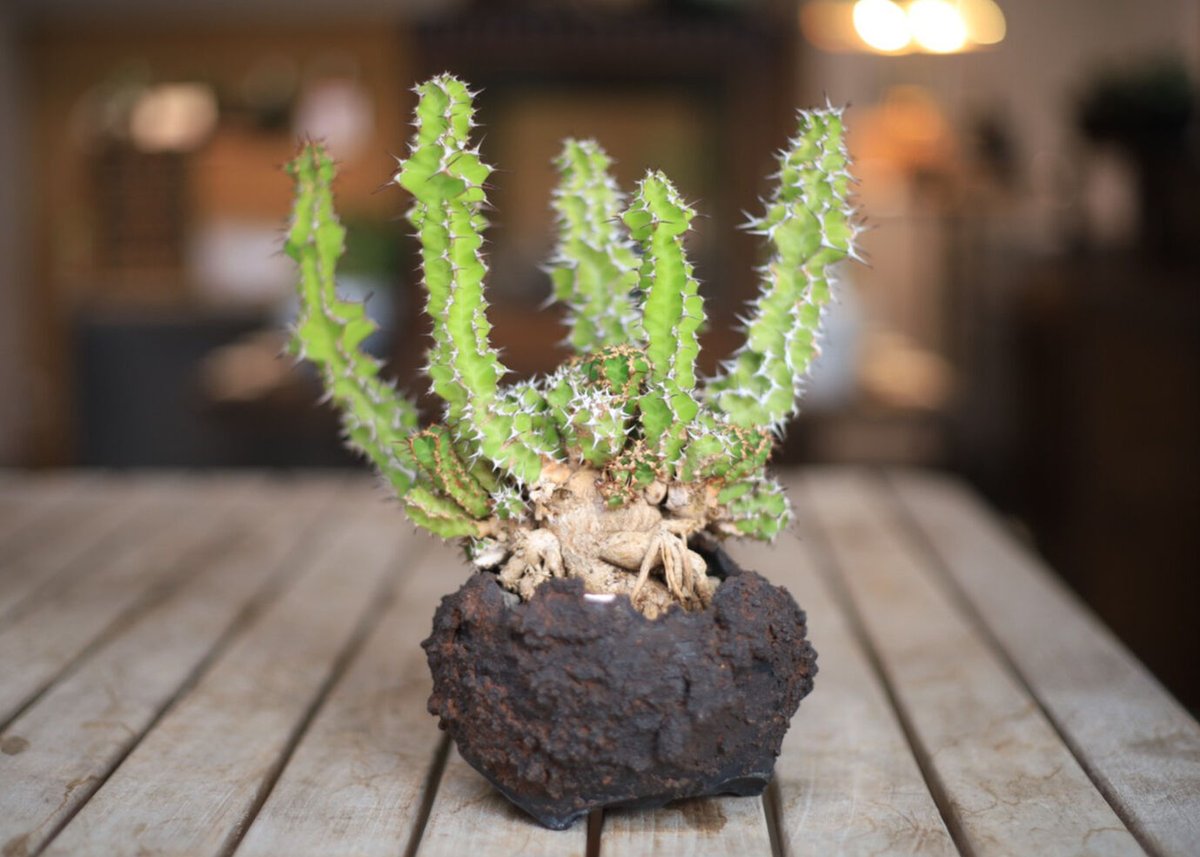 ユーフォルビア ノベリー Euphorbia knobelii | mana's farm:塊