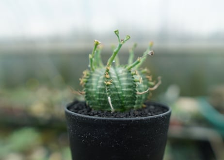 ユーフォルビア　バリダ　Euphorbia valida　No.5