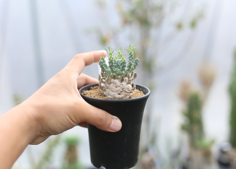 ユーフォルビア ラミグランス | mana's farm:塊根植物・アガベ・ドライ