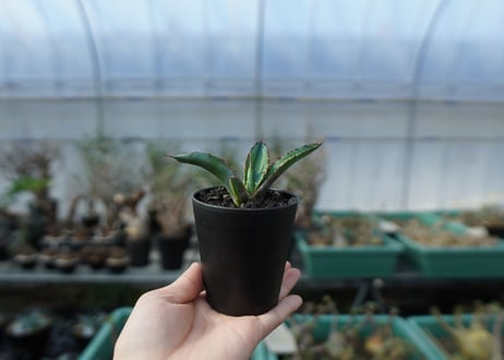 アガベ　チタノタ　 ブラックアンドブルー 　Agave titanota black and blue　A16