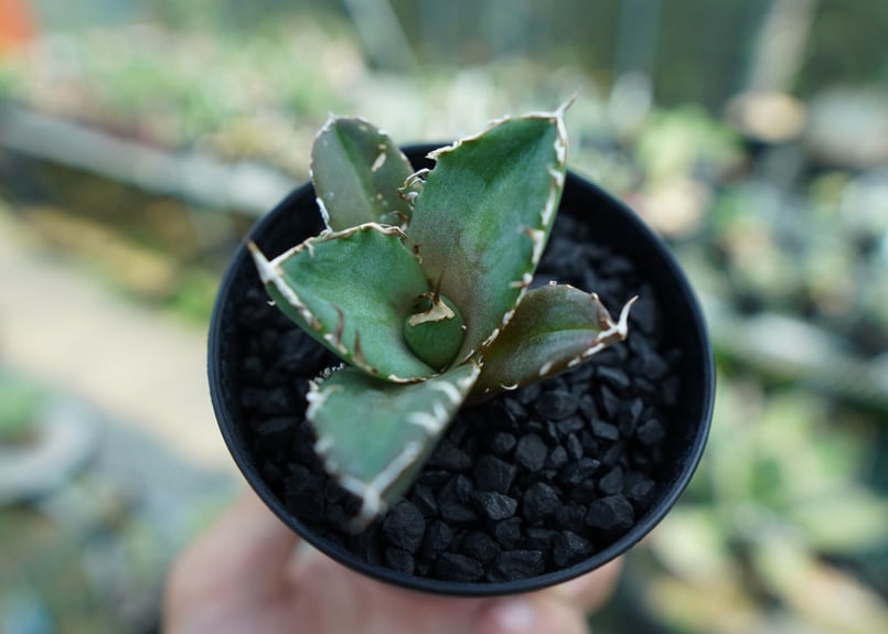 アガベ チタノタ 鬼爪雪峰 Agave titanota “Onitsume Yukimin...