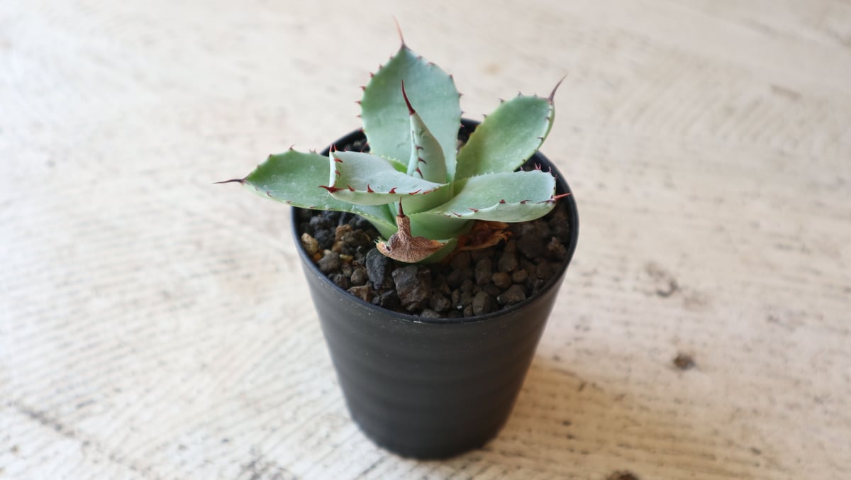 アガベ パリートランカータ 親株 限定値下げ AGAVE Parryi truncata アガベ パリー トランカータ 大サイズ(10
