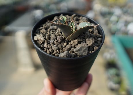 カキコアガベ　チタノタ　FO-76　agave titanota  FO-76　No.5