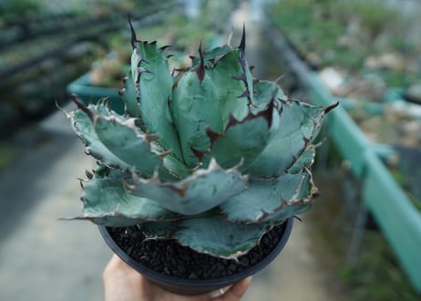 アガベ　チタノタ　 ブラックアンドブルー 　Agave titanota black and blue　No.4