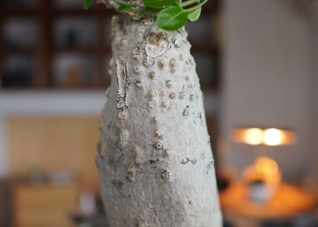 火星人　Fockea edulis