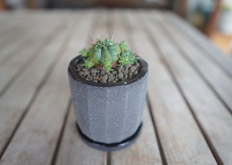 亀麒麟　Euphorbia meloformis Kamekirin