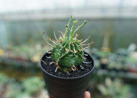 ユーフォルビア　バリダ　Euphorbia valida　No.6