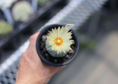 アストロフィツム　兜丸  花芽5/5