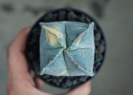 鸞鳳玉　斑入り　Astrophytum myriostigma