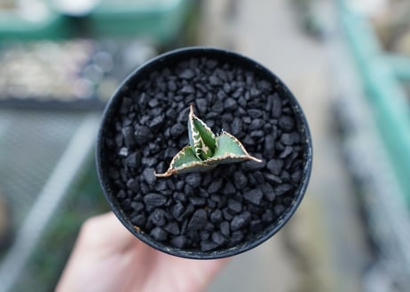 アガベ　チタノタ　FO-76　Agave titanota  FO-76　No.2