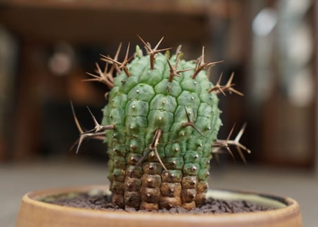 ユーフォルビア　群星冠　Euphorbia stellispina