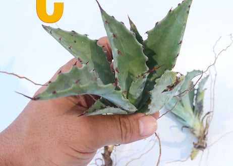 Agave colorata