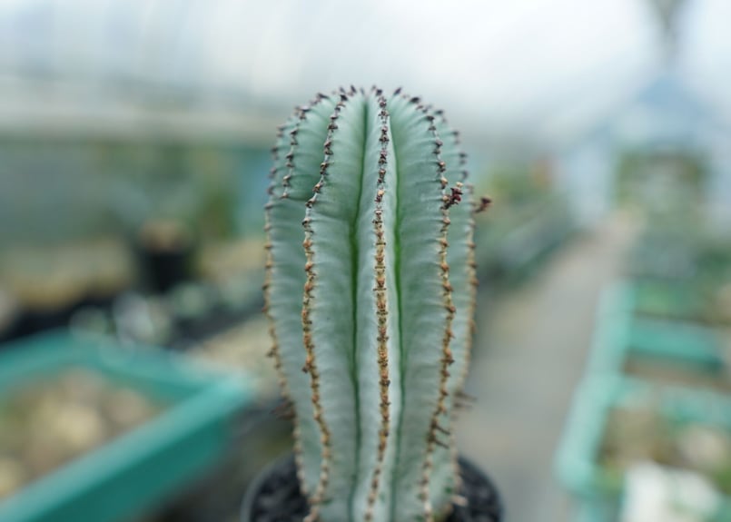 ユーフォルビア ホリダ スノーフレーク Euphorbia horrida 