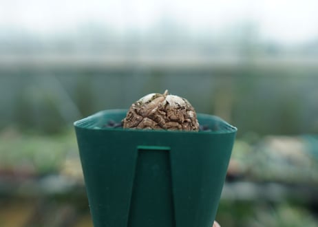 亀甲竜　Dioscorea elephantipes　No.6