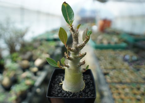 アデニウム　Adenium　No.3
