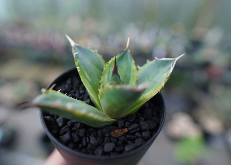 アガベ　チタノタ　黄覆輪　Agave titanota variegata