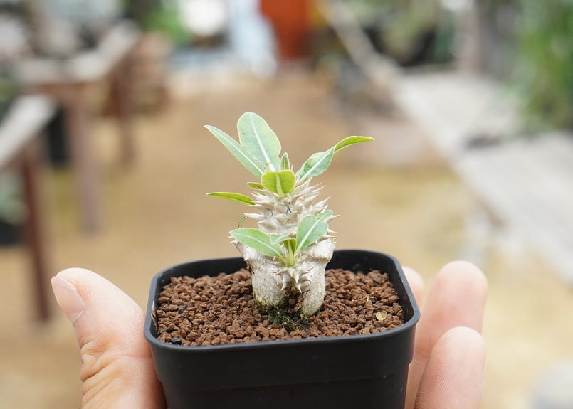 パキポディウム デンシフローラム 沖縄実生 | mana's farm:塊根植物