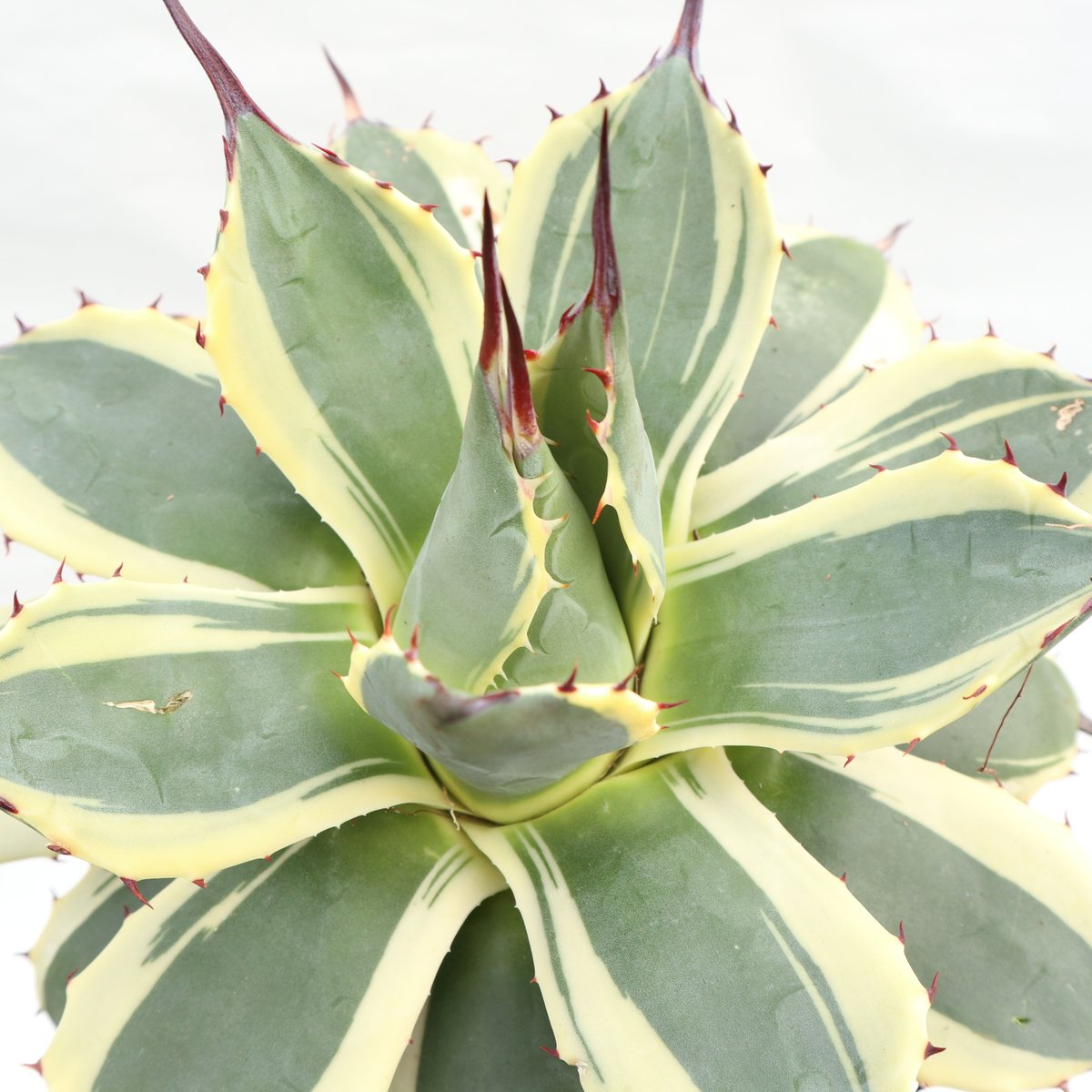 Agave applanata Cream Spike №2 | mana's farm:塊根