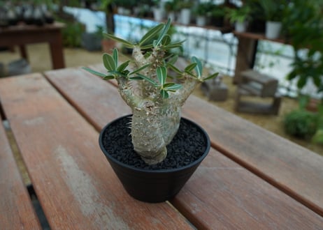 パキポディウム　デンシフローラム Pachypodium densiflorum   No.2