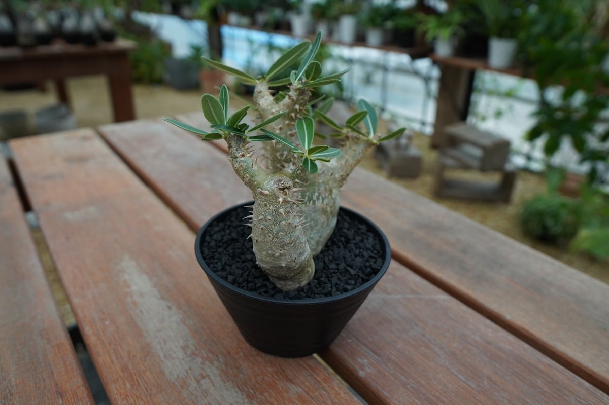 塊根植物　デンシフローラム2頭　鉢つき 000000000596-01-m.jpg?t=