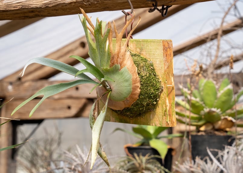 P. Wolverine ( veitchii AR × willinckii ) | man