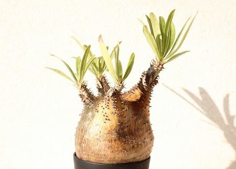 Pachypodium Gracilius パキポディウム  グラキリス  №10