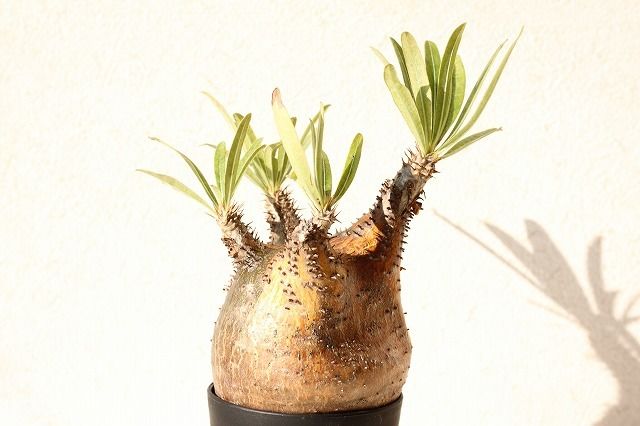 Pachypodium Gracilius パキポディウム グラキリス №10 | man