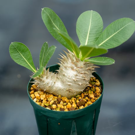 レウコキサンツム | STORES