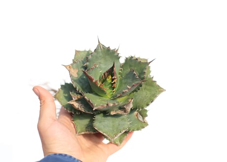 Agave titanota FO-76 dwarf  compacta  no.4