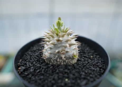 パキポディウム　恵比寿大黒　Pachypodium Densicaule　No.10