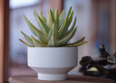 Aloe brevifolia variegated