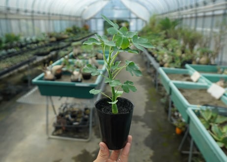 アデニア　グラウカ　Adenia glauca  No.3
