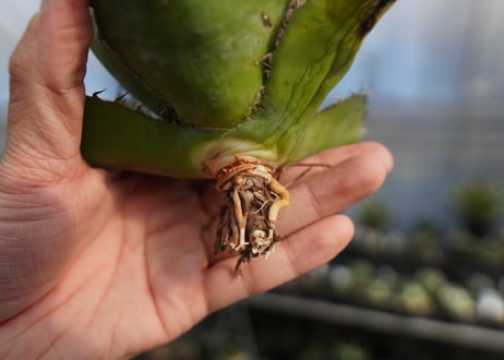 agave titanota ブラック＆ブルー　No.3