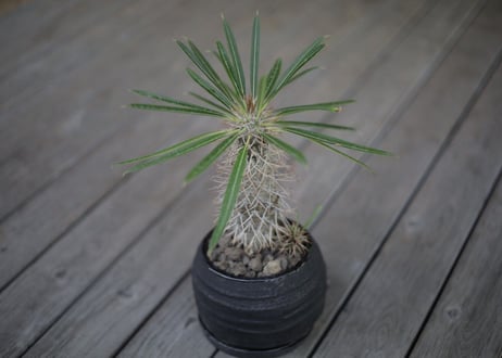 パキポディウム   ラメリー Pachypodium lamerei
