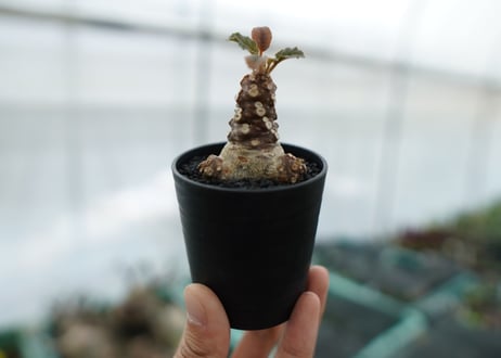 ドルステニア フォエチダ Dorstenia foetida　No.3