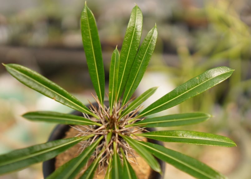 パキポディウム ラメリー | mana's farm:塊根植物・アガベ・ドライ