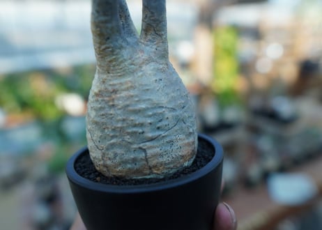 【未発根】パキポディウム　グラキリス　 Pachypodium Gracilius  No.22