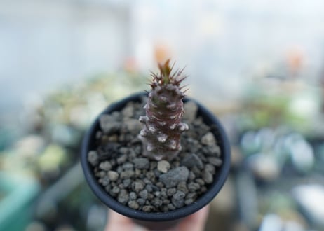ユーフォリビア　パキポディオイデス　Euphorbia pachypodioides