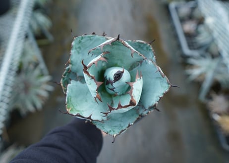 アガベ　チタノタ　 ブラックアンドブルー 　Agave titanota black and blue　NO.10