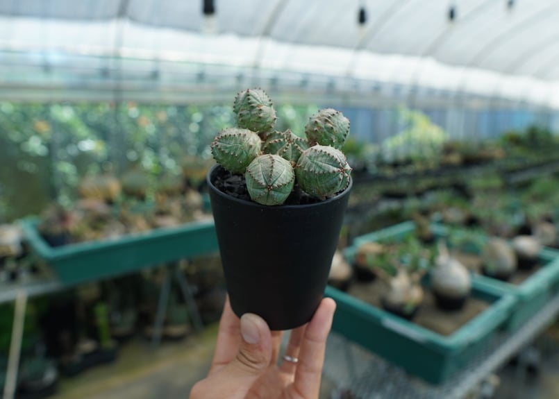 ユーフォルビア オベサブロー Euphorbia ObesaBlow | mana's far