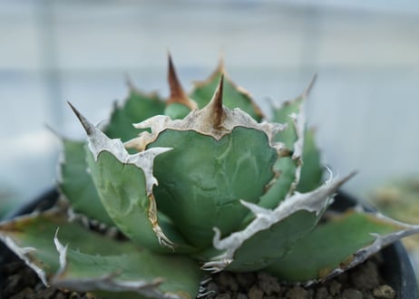 アガベ チタノタ R agave titanota R