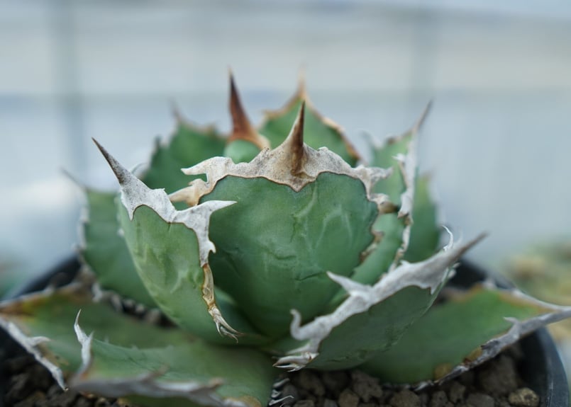 アガベ チタノタ R agave titanota R | mana's farm:塊根植物・