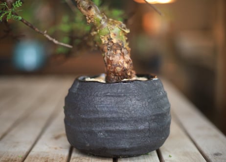 コンミフォラ　Commiphora