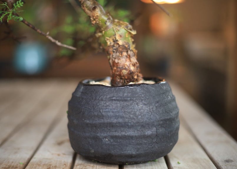 コンミフォラ Commiphora | mana's farm:塊根植物・アガベ