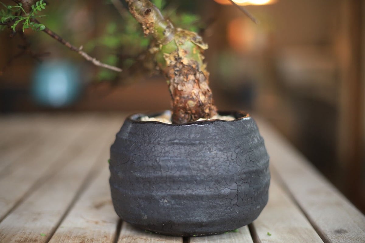 コンミフォラ Commiphora | mana's farm:塊根植物・アガベ